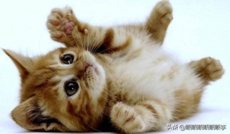 捡到了流浪猫要怎么办？做好这4步，往后余生都是彼此