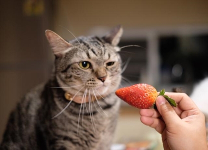 捡到了流浪猫要怎么办？做好这4步，往后余生都是彼此