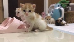 新手养猫解读猫鼻支的诊断和医治猫鼻支的症