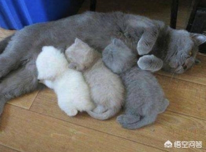 猫咪不会在盆里上厕所怎么办？猫不在猫盆里拉尿为什么