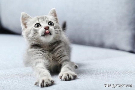 一只猫假如有这几种行为，别怀疑，它被你养熟了？一只猫可以活多少岁