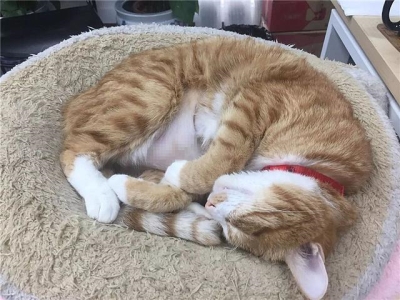 猫咪爱你的谜团语言，看看你的猫表达了几条？猫咪爱你的表情包