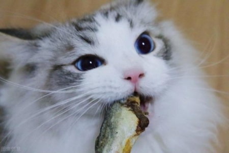 猫咪爱你的谜团语言，看看你的猫表达了几条？猫咪爱你的表情包