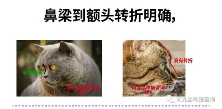 新手养猫必备清单 解读 新手养猫的8样刚需物品