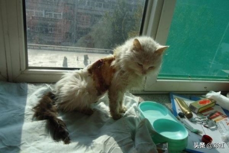 新手养猫必备清单 解读 新手养猫的8样刚需物品