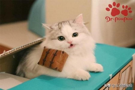 如何为猫猫清理耳朵?如何判断什么时间,帮助猫猫清理耳朵呢?