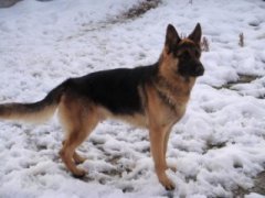 给狗狗避孕小狗避孕