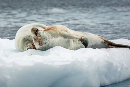 地球上最恶心的食物，地球上最变态的食物