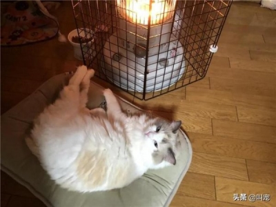 猫咪患上胆管肝炎，当作铲屎官要怎么做？怎么样正确预防和护理这种疾病？