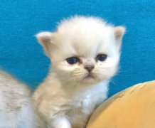 刚接回家的猫咪会出现乱叫的情况这是真相有