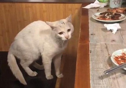 刚接回家的猫咪会出现乱叫的情况?这是为什么?真相有这些