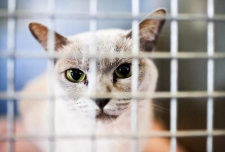 刚接回家的猫咪会出现乱叫的情况?这是为什么?真相有这些