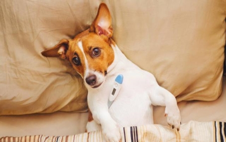 狗狗陷入恐惧当中怎么办?主人用这五种方法,可以帮它克服恐惧 狗狗恐惧时的表现