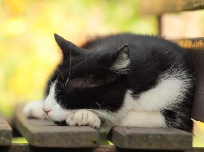 家有宠物猫，这几种病要当心！ 宠物猫是不是很容易生病