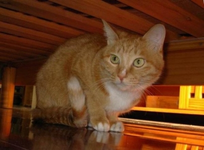 家有宠物猫，这几种病要当心！ 宠物猫是不是很容易生病