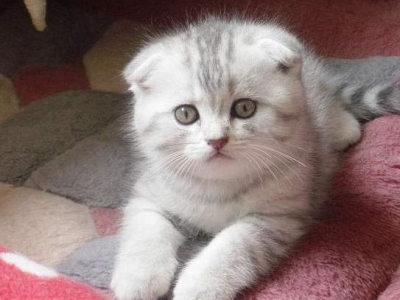 养猫家庭需要常备哪些药物？梳理猫咪会用到的药物清单