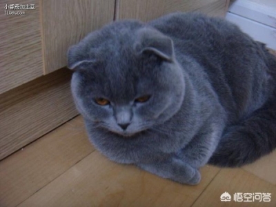 养猫家庭需要常备哪些药物？梳理猫咪会用到的药物清单