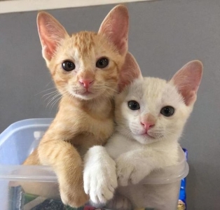 猫咪吃了吐吐了吃又吐 猫吃了又吐出来怎么回事？