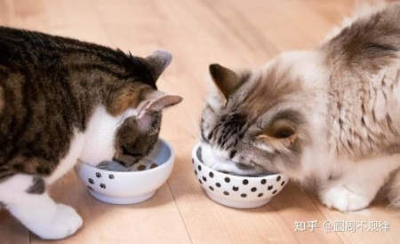 猫咪传染病:了解这些可能致命的疾病