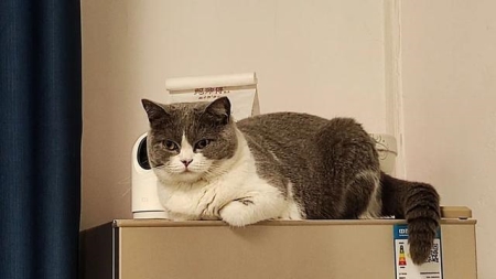 猫咪传染病:了解这些可能致命的疾病