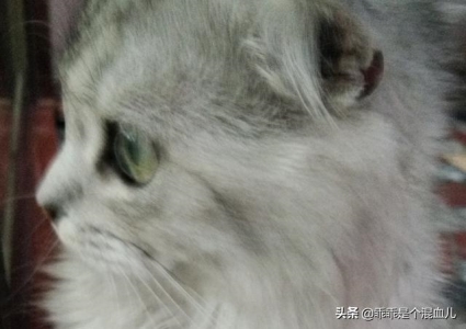 猫咪传染病:了解这些可能致命的疾病