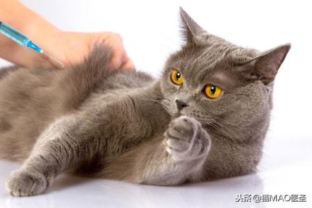 为什么有些猫咪偏瘦？猫咪吃什么能增肥？试试这几种食物