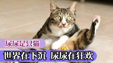 为什么有些猫咪偏瘦？猫咪吃什么能增肥？试试这几种食物