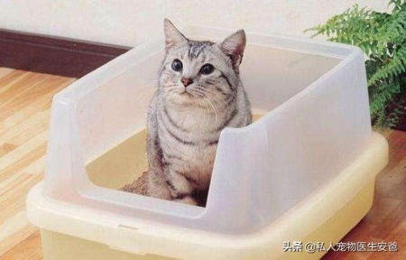 两个月的小猫除了猫粮还可以吃什么?两个月大的猫咪除了吃猫粮还能吃什么