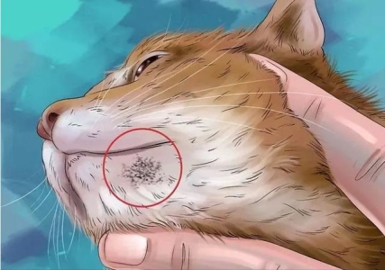 两个月的小猫除了猫粮还可以吃什么?两个月大的猫咪除了吃猫粮还能吃什么