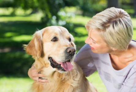 马犬智商排第几？马犬智商排行榜