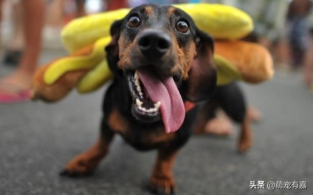 土猫魅力大解析：探究人们青睐本土猫咪的几大理由