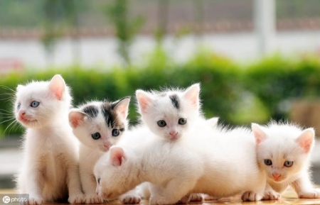 如何在家辨别猫咪咳嗽的真相，先做好诊断很重要！ 家猫咳嗽是什么原因