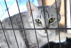 在家辨别猫咪咳嗽的真相，先做好诊断很重要