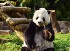 罕见而滑稽的镜头捕捉到了不同寻常的章鱼性