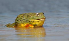 重庆动物园严正声明：大熊猫莽小五未被认养