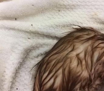 暹罗猫：堪称最忠诚的猫，养一只不后悔 暹罗实力