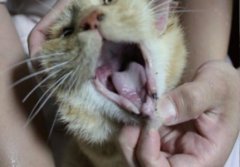 宠物四脚蛇活体活的四脚蛇