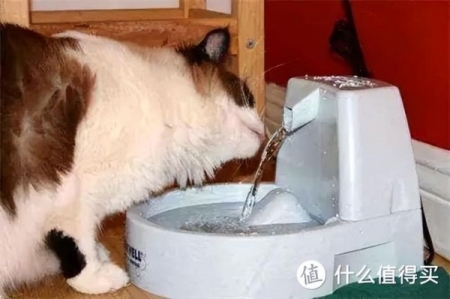 宠物四脚蛇活体？活的四脚蛇