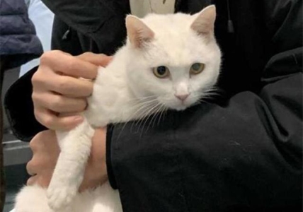 英短蓝猫为啥爱咬人