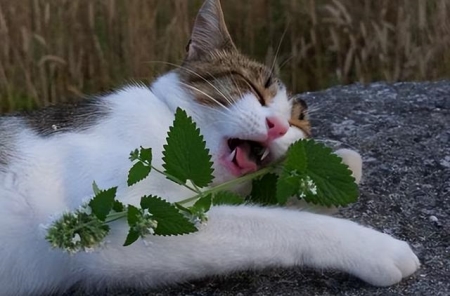 你见过猫咪交配吗？公猫和母猫发情的时候，是怎么交配的？