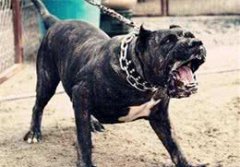 狗狗是色盲吗？导盲犬又是过马路的