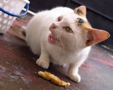 养猫这件事并没有你想得那么简单!养猫劝退指南:这些缺点你能接受吗?