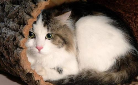 养猫这件事并没有你想得那么简单!养猫劝退指南:这些缺点你能接受吗?