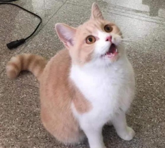 猫咪便秘与尿闭：应对策略与紧急处理方法