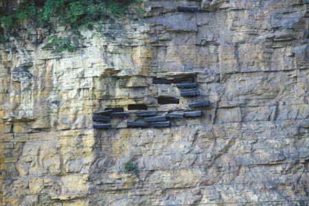 森蚺能勒死大象吗?