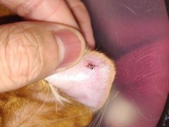 猫饭这么做，月均只需100，养出赛级毛发