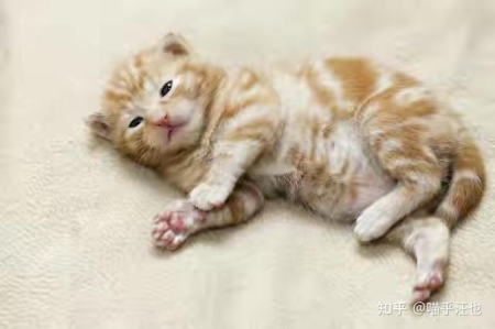 猫咪尿不出尿怎么办？喂什么药？猫咪尿不出来吃什么药好得快