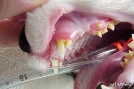 猫咪多大可以驱虫？猫咪多大可以驱虫体内