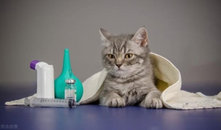 猫咪多大可以驱虫？猫咪多大可以驱虫体内