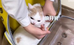 猫咪呕吐、腹泻，可能是体内三个部位集体病